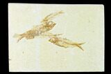 Four Fossil Fish (Knightia) - Wyoming #148554-1